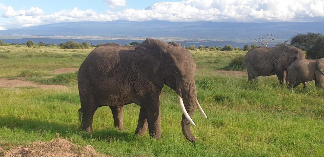 Wild Amboseli Ndovu Cottage. Eksteriør billede