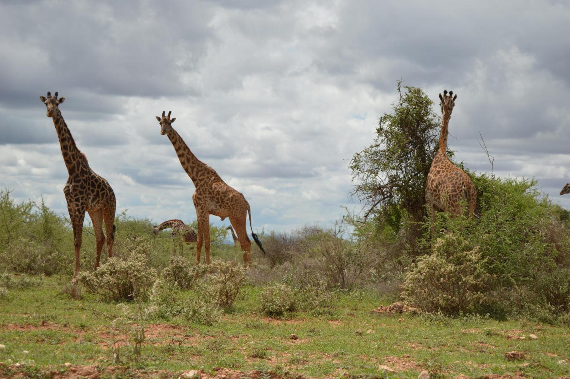 Wild Amboseli Ndovu Cottage. Eksteriør billede