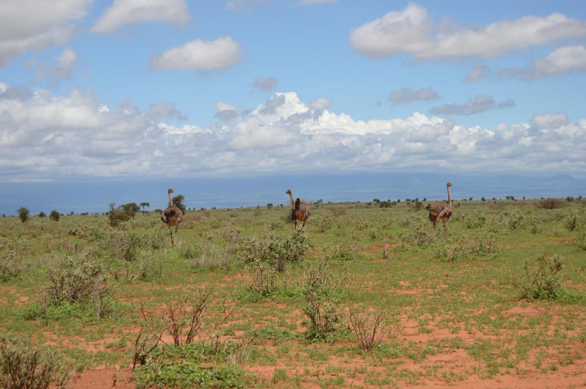 Wild Amboseli Ndovu Cottage. Eksteriør billede