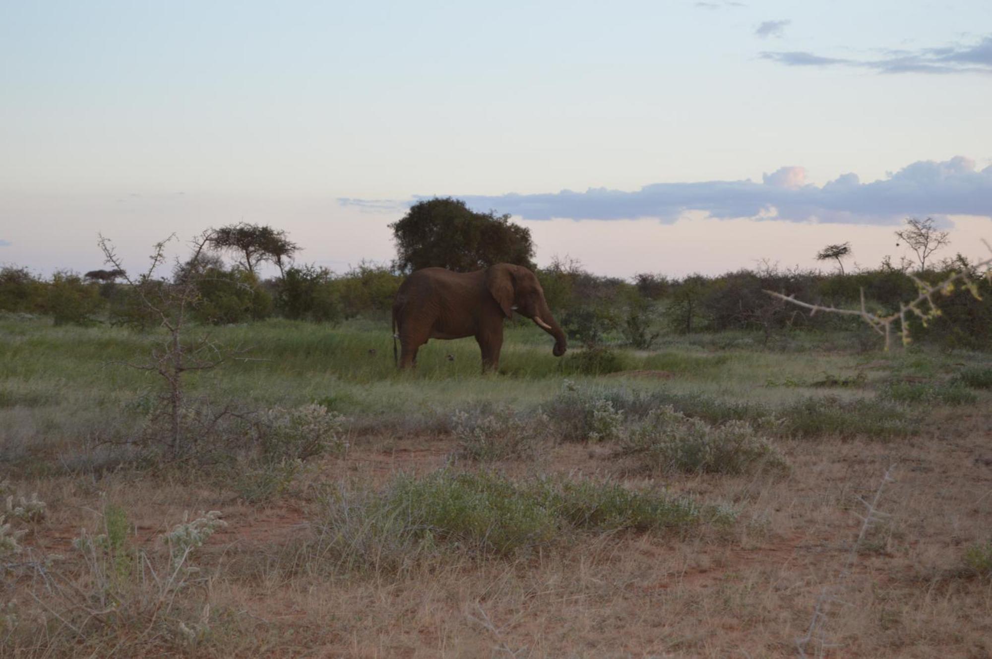 Wild Amboseli Ndovu Cottage. Eksteriør billede