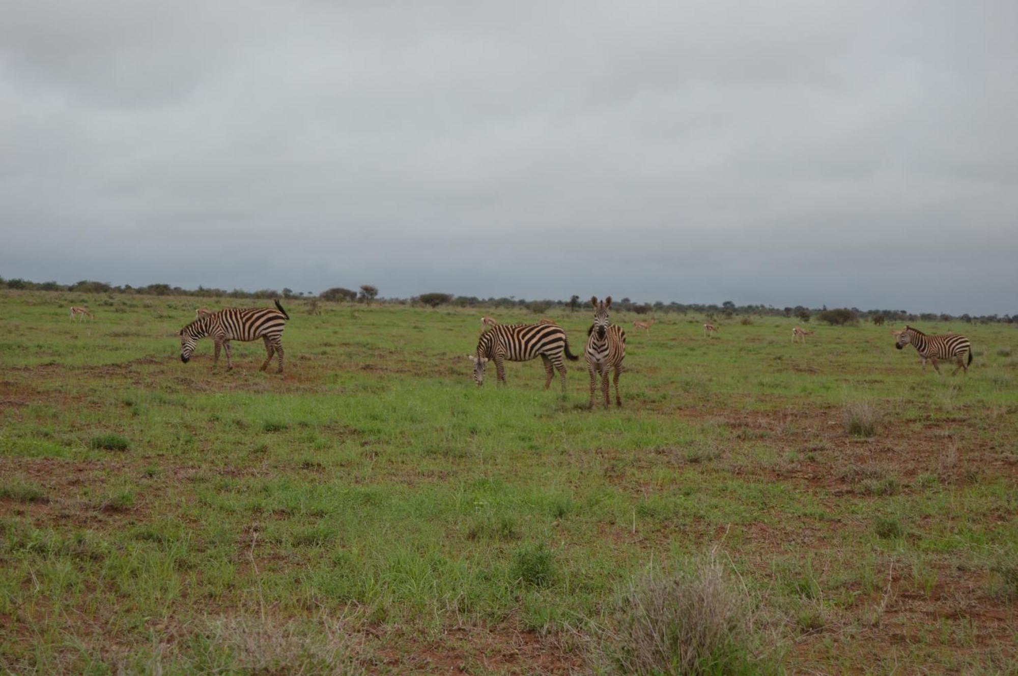 Wild Amboseli Ndovu Cottage. Eksteriør billede